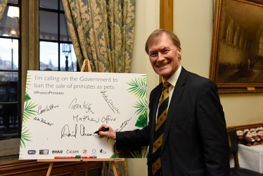 Sir David Amess MP calls on Government to ban the sale of primates as pets